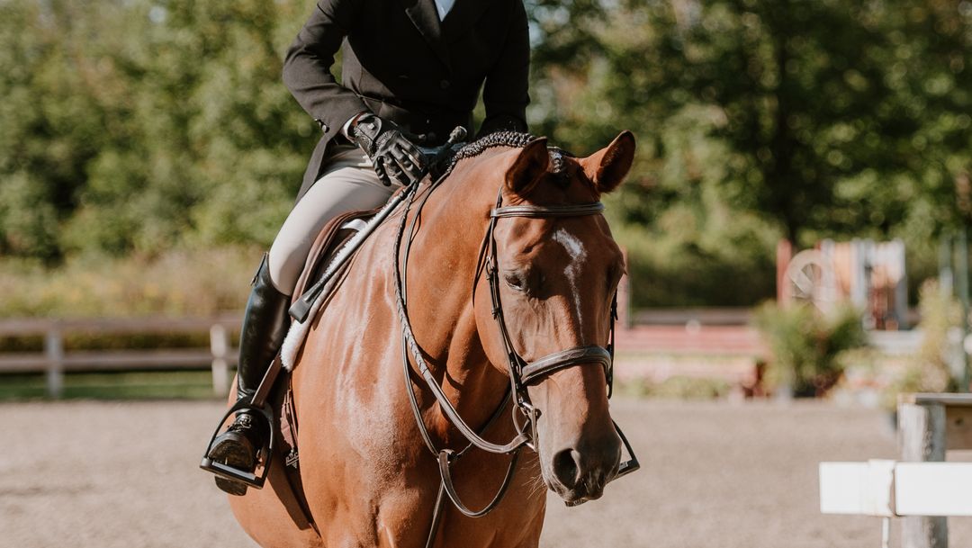 why-hire-a-horse-show-photographer